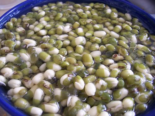Hạt giống được ng&acirc;m đ&uacute;ng kỹ thuật trồng c&acirc;y sẽ c&oacute; tỉ lệ nảy mầm cao hơn