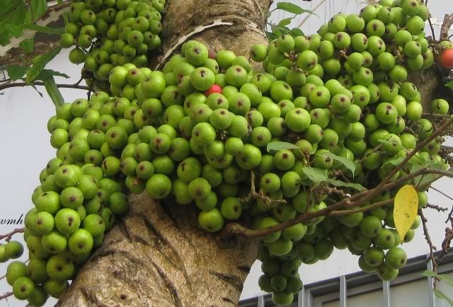 C&oacute; nhiều kỹ thuật trồng c&acirc;y để k&iacute;ch th&iacute;ch sung ra quả