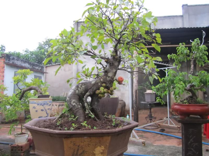 Kỹ thuật trồng c&acirc;y sung bonsai l&aacute; nhỏ đẹp cũng rất dễ d&agrave;ng
