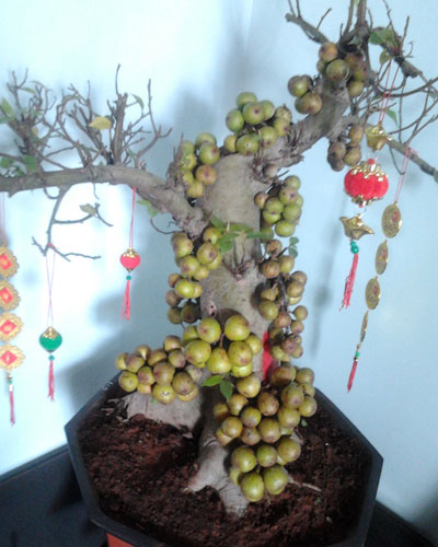 Nắm bắt được điều kiện sinh trưởng rất c&oacute; lợi cho kỹ thuật trồng v&agrave; chăm s&oacute;c c&acirc;y cảnh bonsai