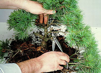 Ngo&agrave;i ch&uacute; &yacute; kỹ thuật trồng c&acirc;y, người chơi bonsai cần ch&uacute; &yacute; tới việc uốn c&agrave;nh nghệ thuật
