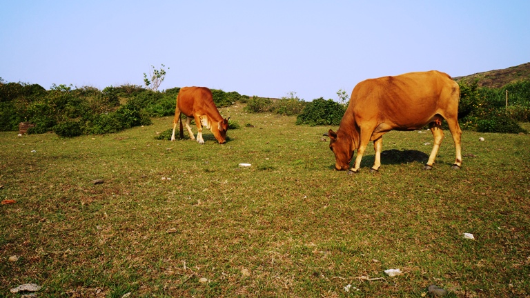đảo l&yacute; sơn