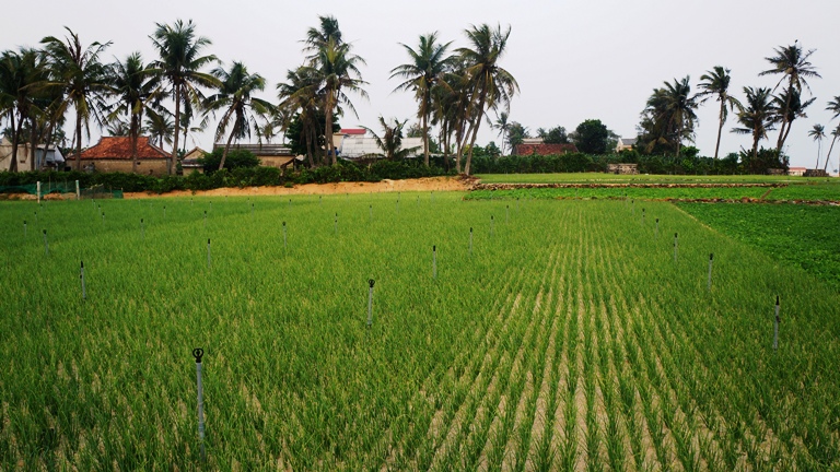 tỏi l&yacute; sơn