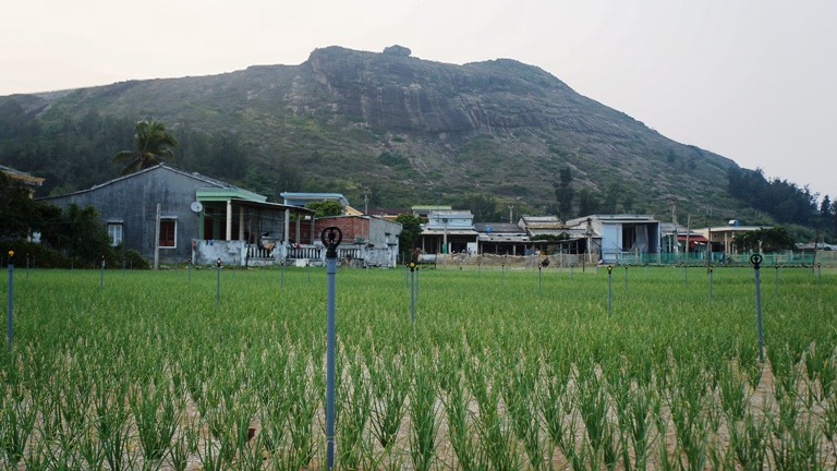 tỏi l&yacute; sơn