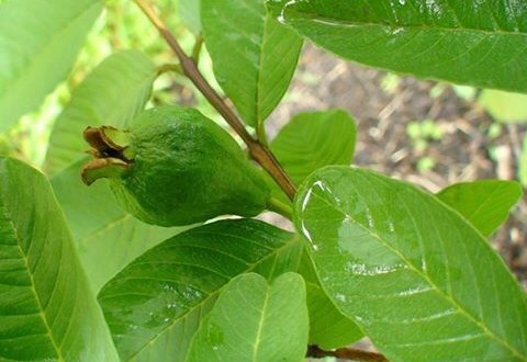 C&aacute;c c&aacute;ch trị mụn từ thi&ecirc;n nhi&ecirc;n được ph&aacute;i đẹp ng&agrave;y c&agrave;ng quan t&acirc;m