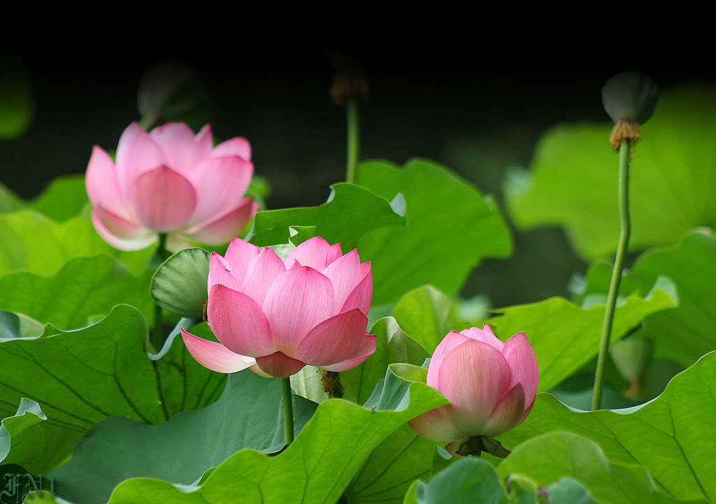Mẹo vặt gia đ&igrave;nh l&agrave; những kiến thức cần thiết của mọi người