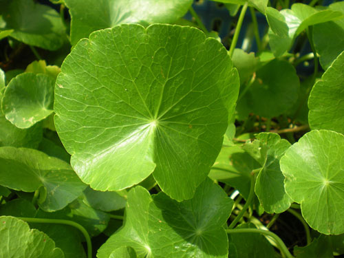 L&agrave;m đẹp an to&agrave;n, hiệu quả bằng c&aacute;c loại rau th&ocirc;ng dụng  - ảnh 2