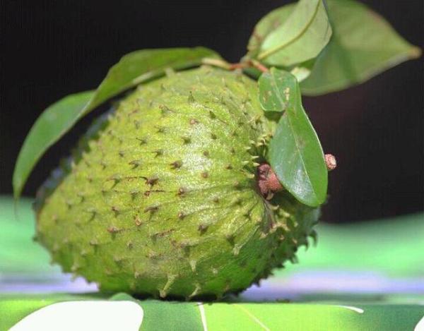 M&atilde;ng cầu c&oacute; c&ocirc;ng dụng tuyệt vời trong việc l&agrave;m đẹp