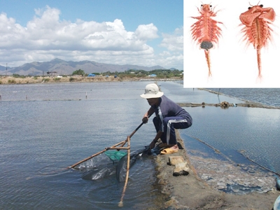Di&ecirc;m d&acirc;n l&agrave;m gi&agrave;u nhờ nu&ocirc;i Artemia 