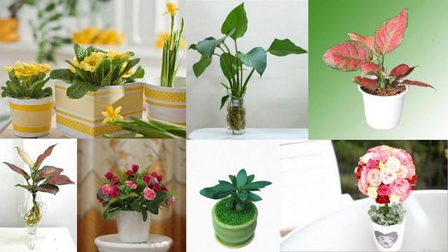 C&aacute;c loại c&acirc;y xanh rất hữu &iacute;ch trong việc l&agrave;m sạch kh&ocirc;ng kh&iacute;