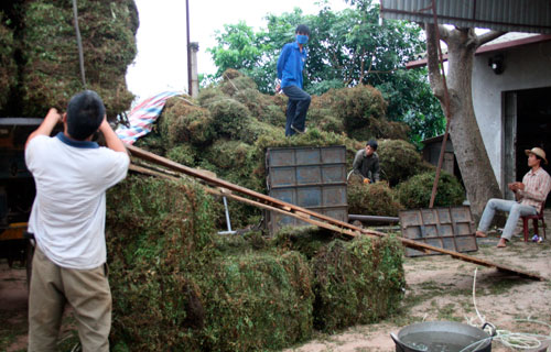 c&acirc;y thạch đen