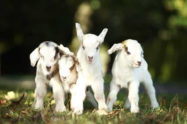 12 con gi&aacute;p tuần mới: Tuổi Tỵ gặp nhiều hung tinh, tuổi Th&acirc;n được qu&yacute; nh&acirc;n ph&ugrave; trợ