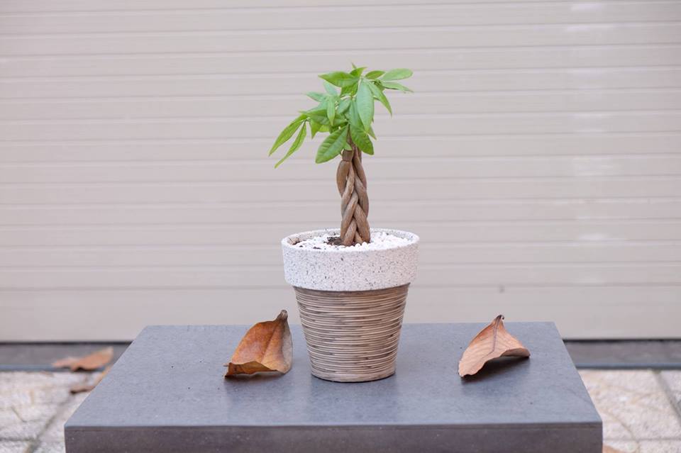 Trồng c&acirc;y cảnh hợp mệnh phong thủy để tiền t&agrave;i dồi d&agrave;o, may mắn bủa v&acirc;y