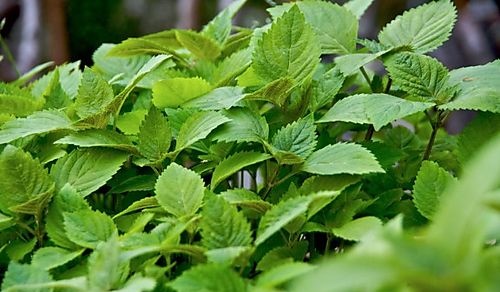 Những b&agrave;i thuốc d&acirc;n gian chữa r&ocirc;m sảy hiệu quả tức th&igrave;