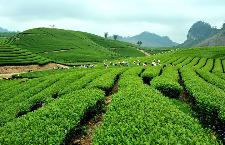 Đồi ch&egrave; Mộc Ch&acirc;u l&agrave; địa điểm du lịch được nhiều người y&ecirc;u th&iacute;ch