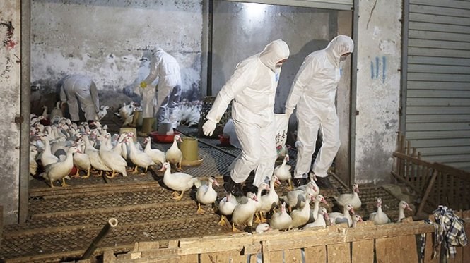 Dịch c&uacute;m gia cầm H7N9 đang b&ugrave;ng ph&aacute;t mạnh ở c&aacute;c tỉnh bi&ecirc;n giới Việt - Trung
