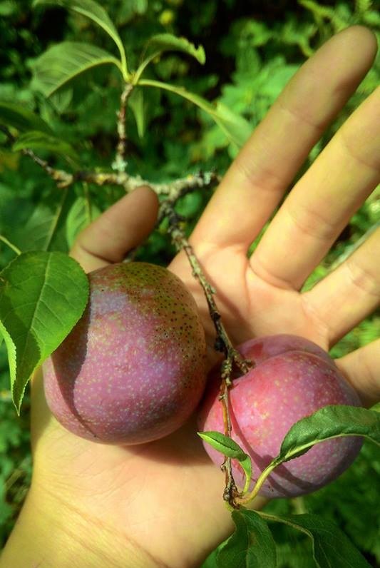 Quả mận c&oacute; rất nhiều lợi &iacute;ch với hệ tim mạch, đường m&aacute;u v&agrave; l&agrave;n da