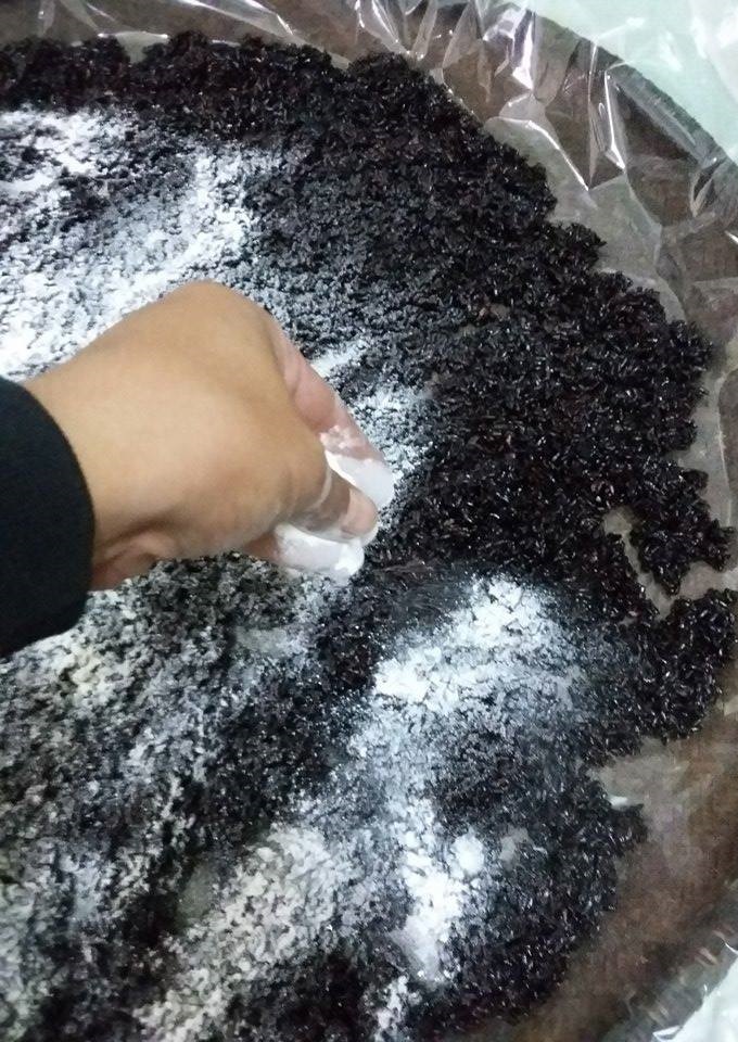 Rắc đều men l&ecirc;n cơm nếp cẩm đ&atilde; nguội