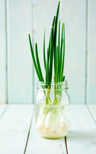 Bảo quản h&agrave;nh l&aacute; tươi l&acirc;u bằng c&aacute;ch trồng phần củ của ch&uacute;ng v&agrave;o nước