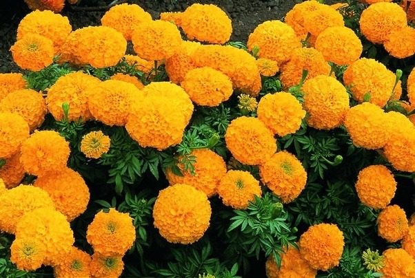 C&uacute;c vạn thọ c&oacute; thể điều trị bệnh vi&ecirc;m lo&eacute;t dạ d&agrave;y