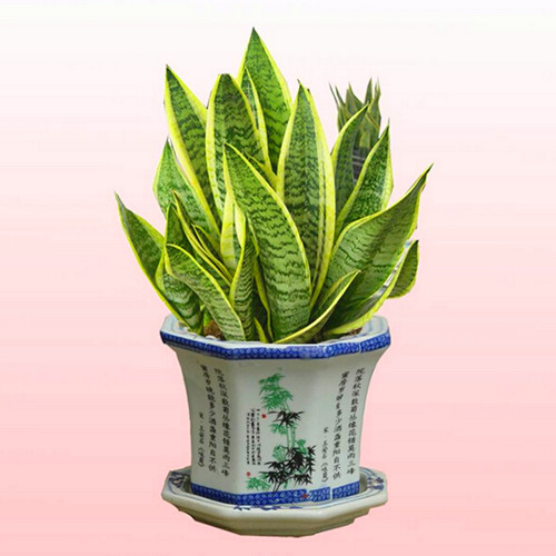 C&acirc;y lưỡi hổ mang &yacute; nghĩa may mắn, ph&aacute;t t&agrave;i