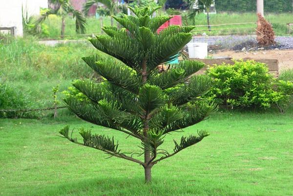 Kh&ocirc;ng n&ecirc;n trồng c&acirc;y b&aacute;ch trước cửa nh&agrave; v&igrave; n&oacute; mang &yacute; nghĩa tang t&oacute;c