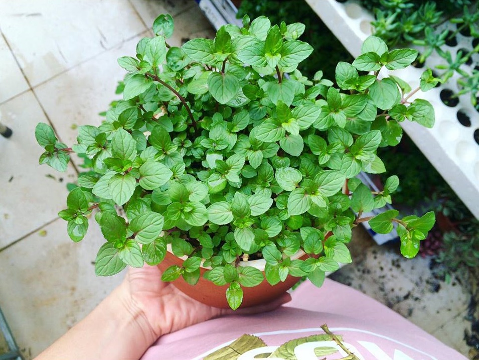 Bạn c&oacute; thể trồng c&aacute;c loại rau gia vị vừa l&agrave;m cảnh, vừa để nấu nướng trong nh&agrave; bếp
