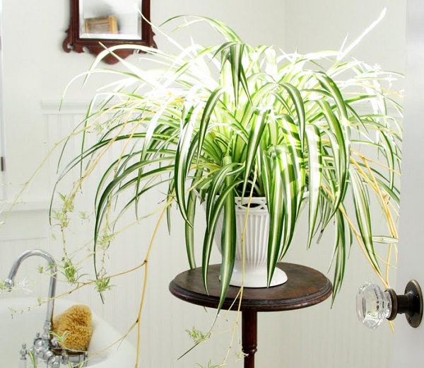 C&acirc;y cỏ lan chỉ c&oacute; h&igrave;nh d&aacute;ng bắt mắt, gi&uacute;p việc trang tr&iacute; nh&agrave; trở n&ecirc;n dễ d&agrave;ng hơn