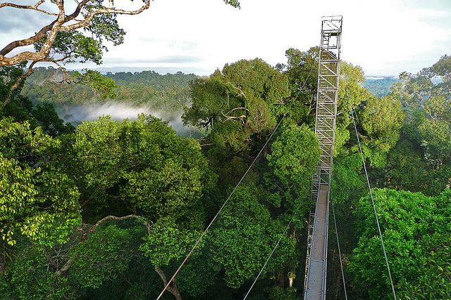 C&acirc;y cầu gỗ d&agrave;i 7km ở Ulu Temburong