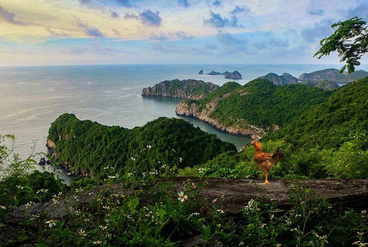 C&aacute;t B&agrave; - Hải Ph&ograve;ng