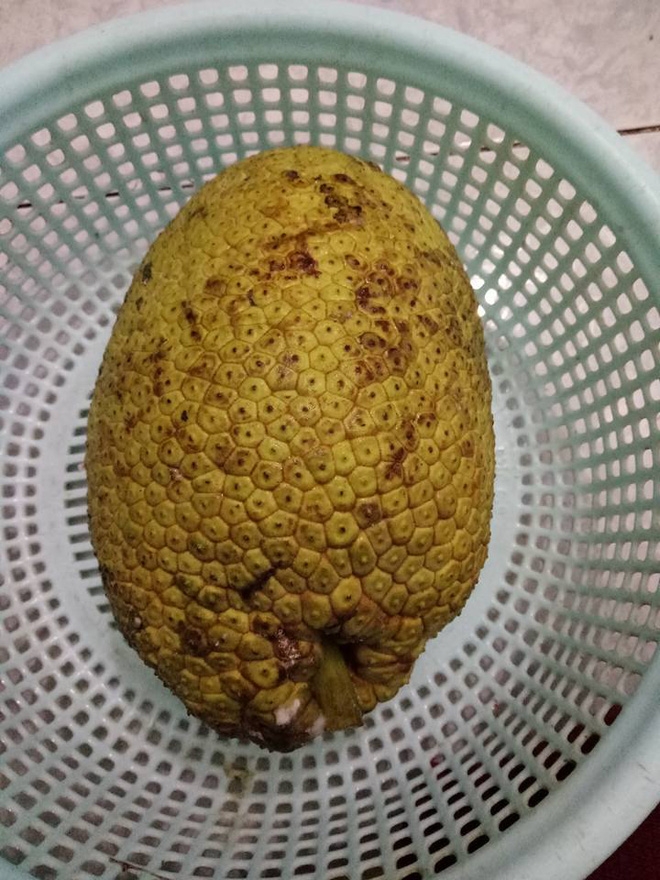 Bà nội trợ tưởng mua được quả mít ngon