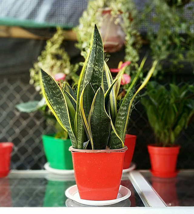 5 c&acirc;y trồng trong nh&agrave; vừa mang phong thủy tốt lại ph&ograve;ng chống bệnh ung thư hiệu quả