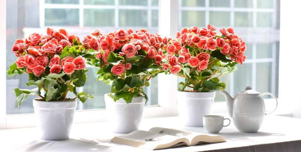 5 c&acirc;y trồng trong nh&agrave; vừa mang phong thủy tốt lại ph&ograve;ng chống bệnh ung thư hiệu quả