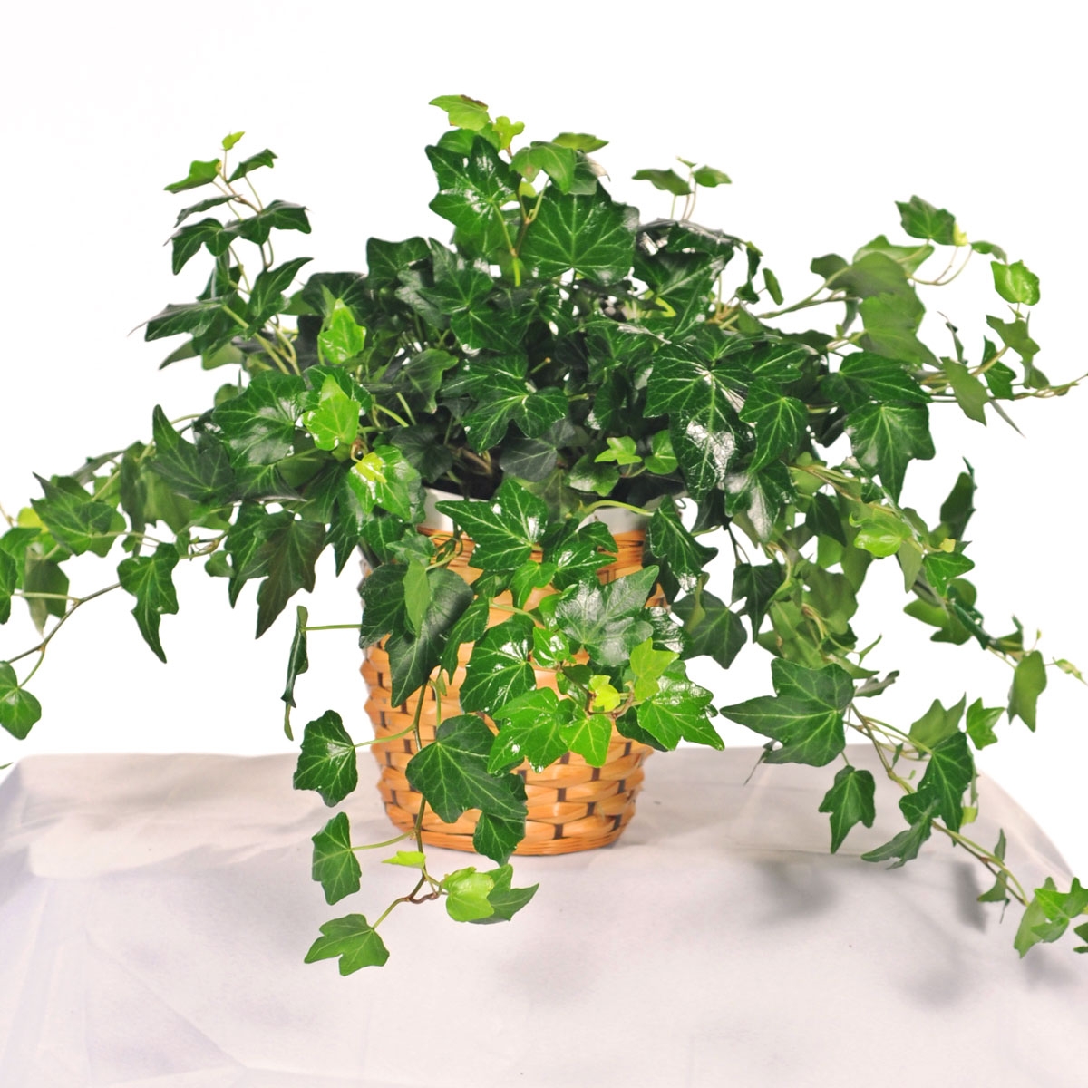 5 c&acirc;y trồng trong nh&agrave; vừa mang phong thủy tốt lại ph&ograve;ng chống bệnh ung thư hiệu quả