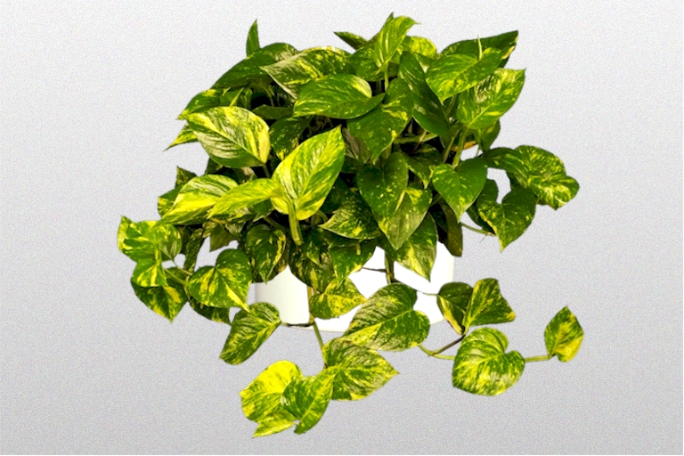 Epipremnum aureum