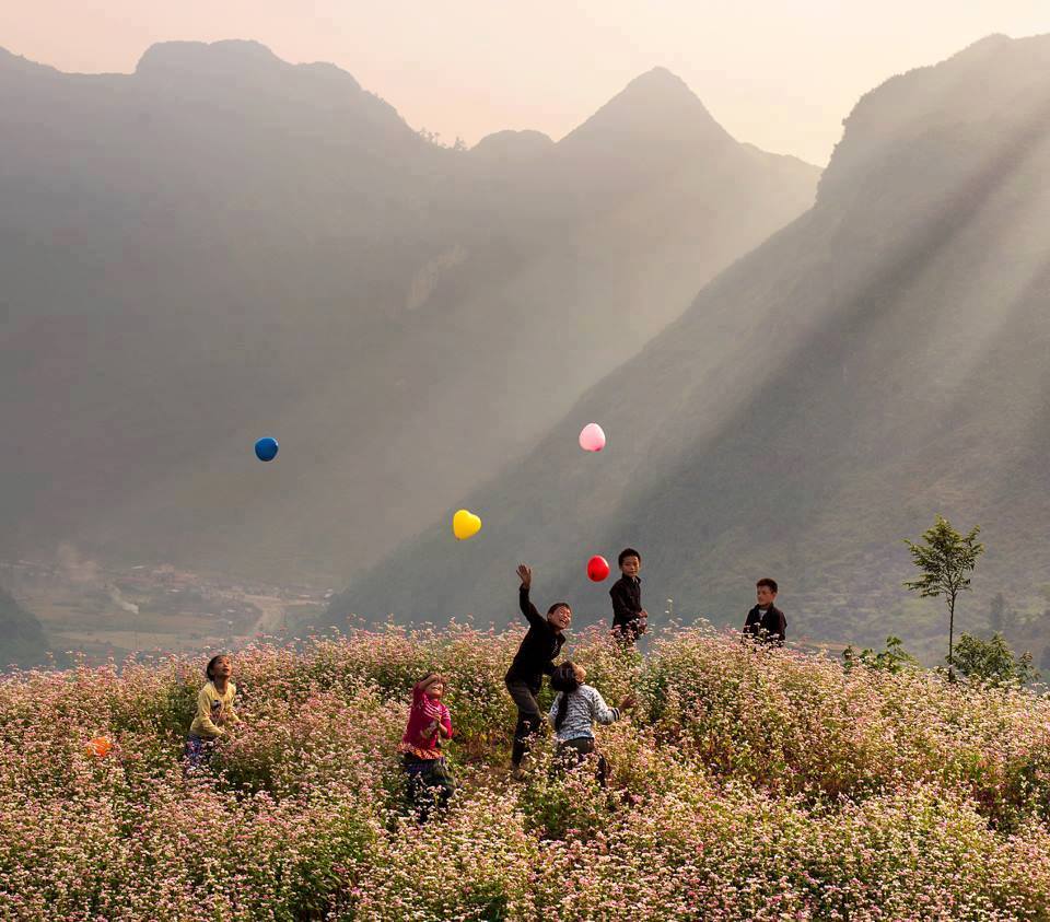 Hoa tam gi&aacute;c mạch gắn với bản sắc văn h&oacute;a ở H&agrave; Giang