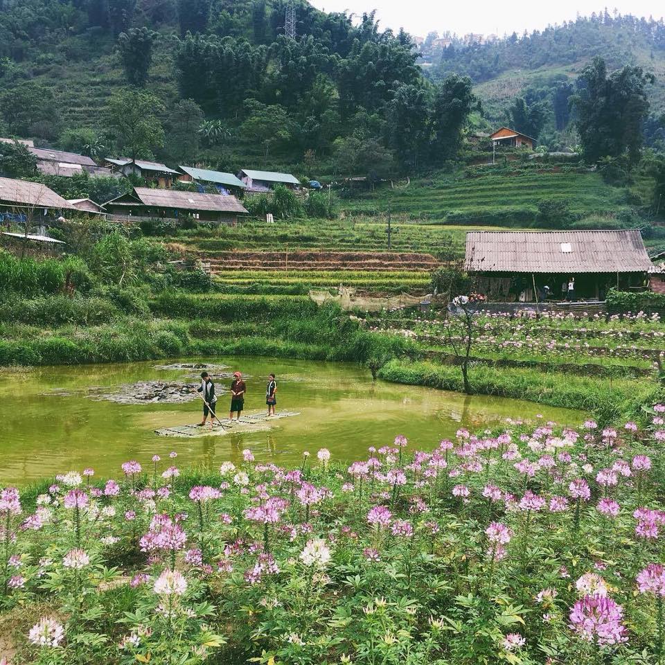 Bản C&aacute;t C&aacute;t m&ugrave;a hoa hồng ri bung nở