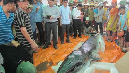 Hiện trường nơi ngư d&acirc;n ph&aacute;t hiện x&aacute;c c&aacute; voi dạt v&agrave;o bờ biển Thanh H&oacute;a