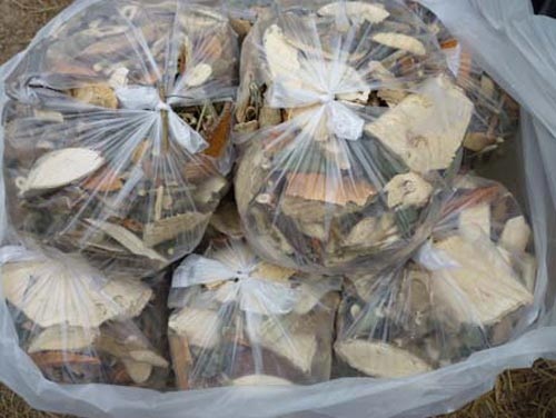 Thuốc nam chữa bệnh ch&oacute; dại