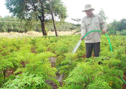 kỹ thuật trồng c&acirc;y đinh lăng