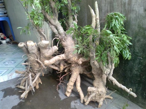 kỹ thuật trồng c&acirc;y đinh lăng