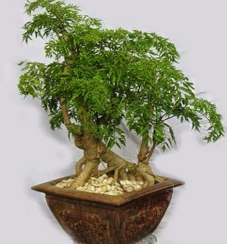 kỹ thuật trồng c&acirc;y đinh lăng