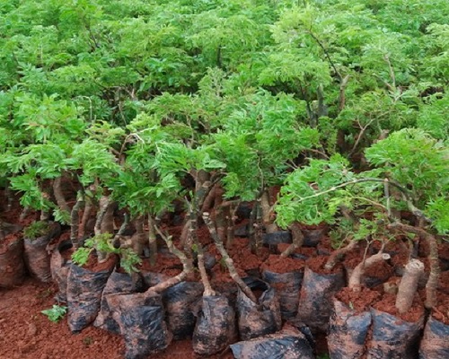 kỹ thuật trồng c&acirc;y đinh lăng