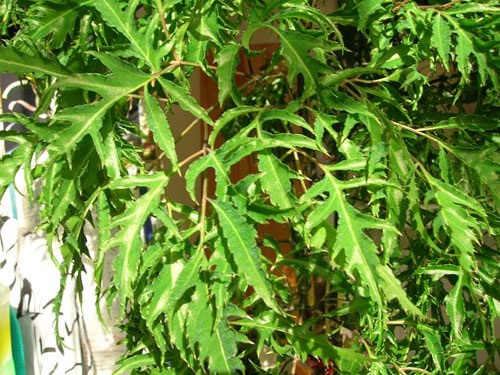 kỹ thuật trồng c&acirc;y đinh lăng