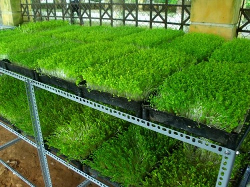 Kỹ thuật trồng c&acirc;y rau mầm tại nh&agrave;