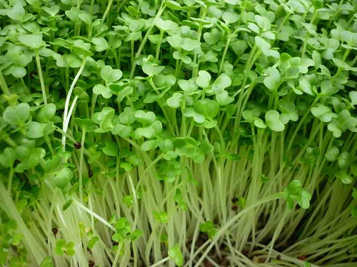 Kỹ thuật trồng c&acirc;y rau mầm tại nh&agrave;