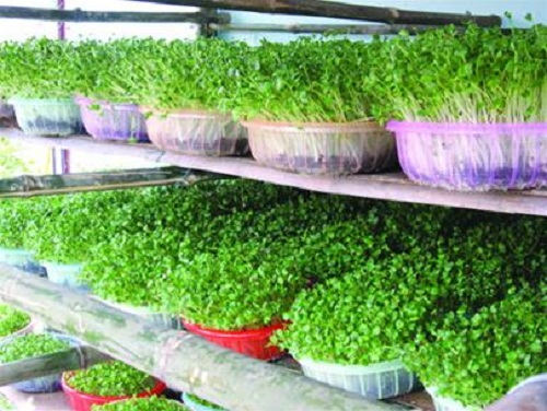 Kỹ thuật trồng c&acirc;y rau mầm tại nh&agrave;