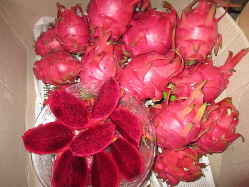 Kỹ thuật trồng c&acirc;y Thanh Long ruột đỏ
