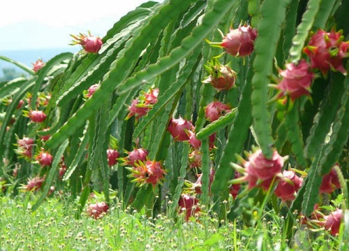 Kỹ thuật trồng c&acirc;y Thanh Long ruột đỏ