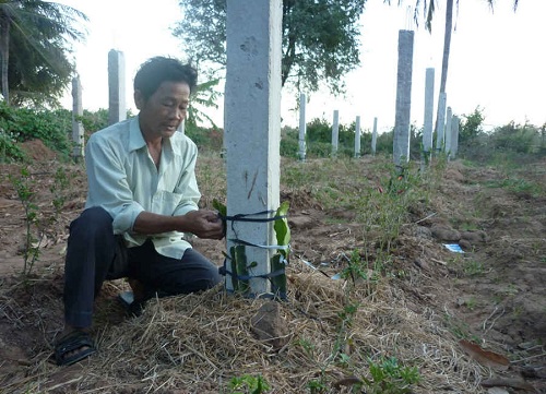 Kỹ thuật trồng c&acirc;y Thanh Long ruột đỏ